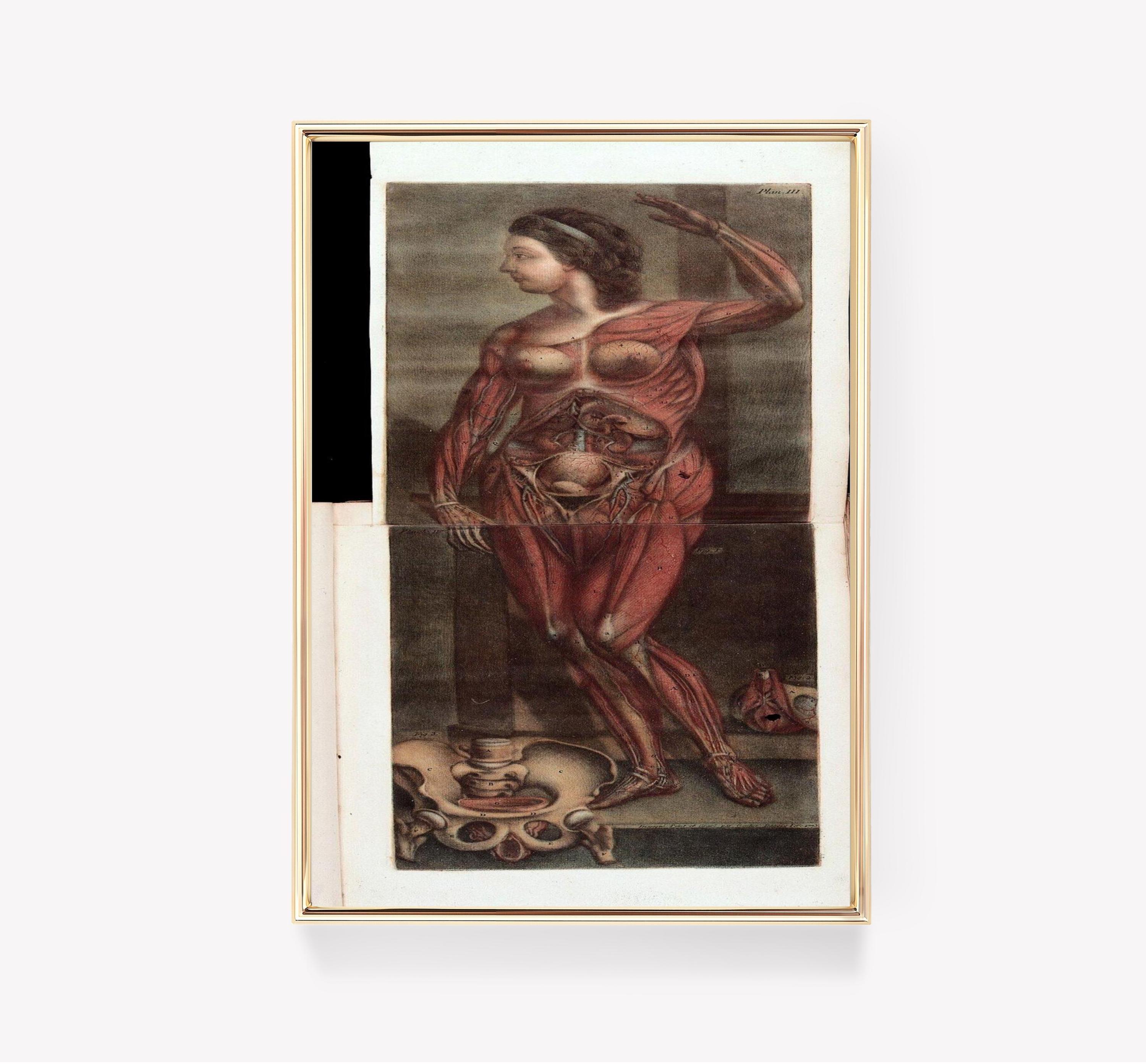 Jacques Fabien Gautier Anatomical Illustration Vintage Limited Edition Posters (No Frame) Jacques Fabien Gautier Anatomical Illustration Vintage Limited Edition Posters (No Frame)