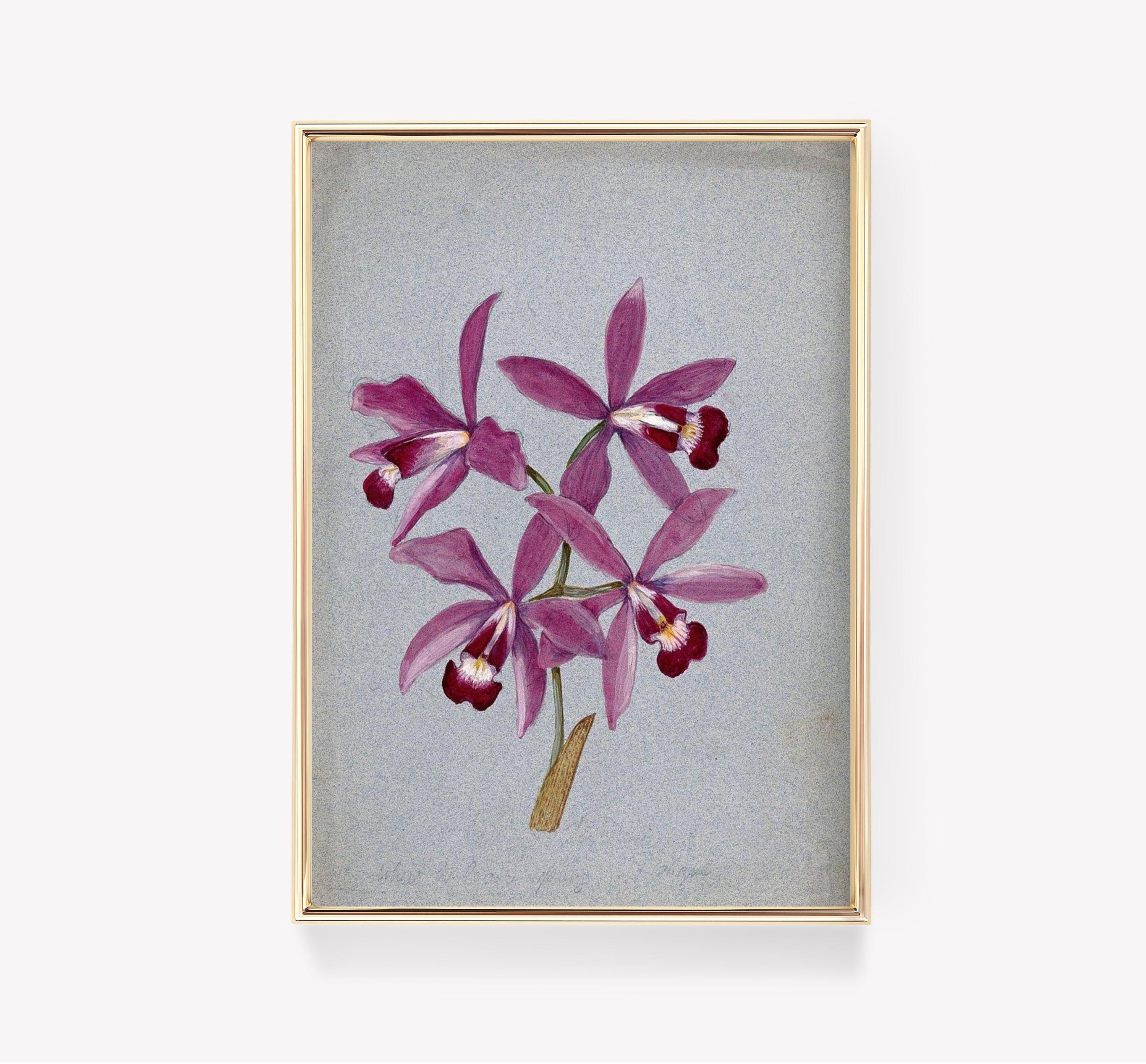 Marianne North Vintage Limited Edition Posters (No Frame) Marianne North Vintage Limited Edition Posters (No Frame)