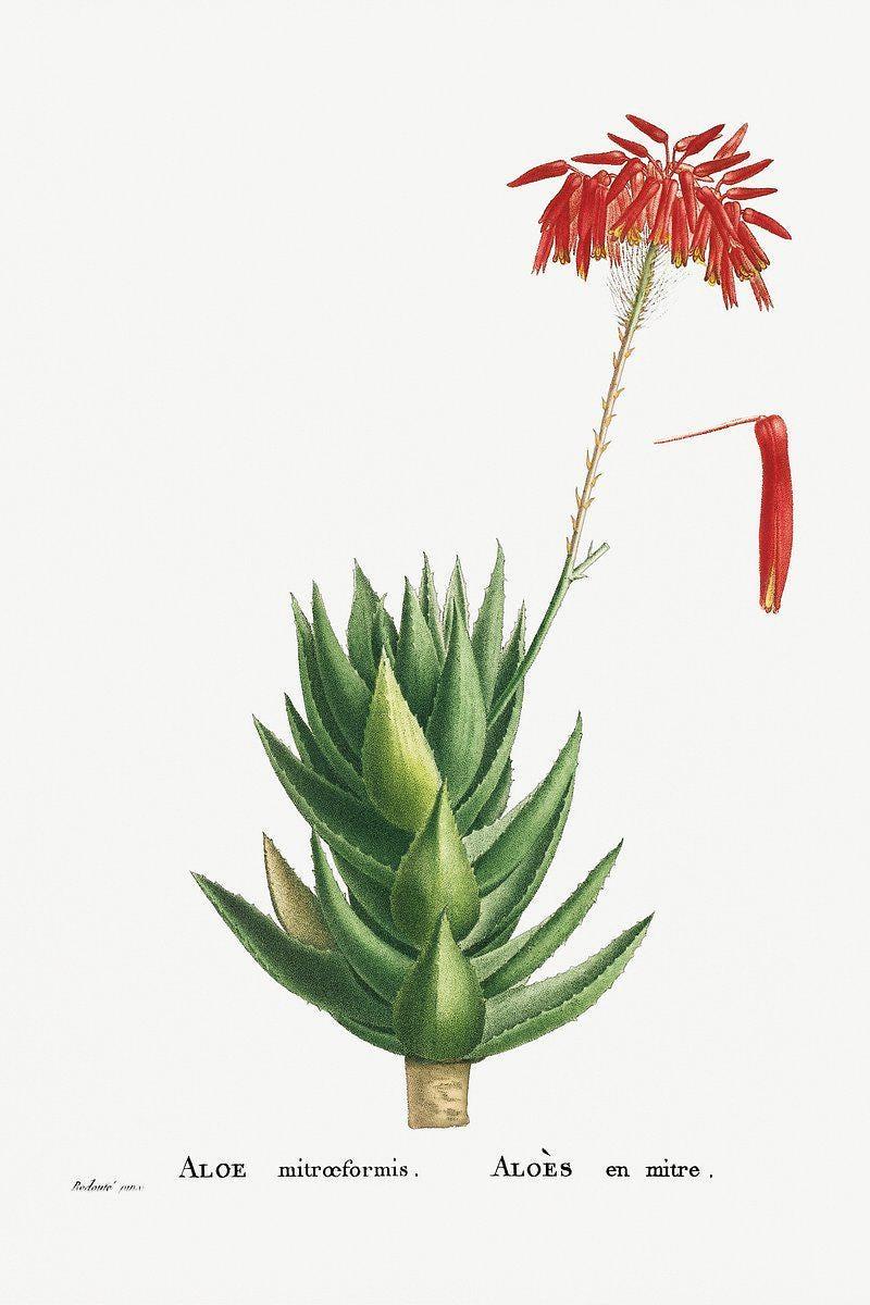 Pierre Joseph Redout Aloe Mitriformis Botanical Limited Edition Posters (No Frame) Pierre Joseph Redout Aloe Mitriformis Botanical Limited Edition Posters (No Frame)
