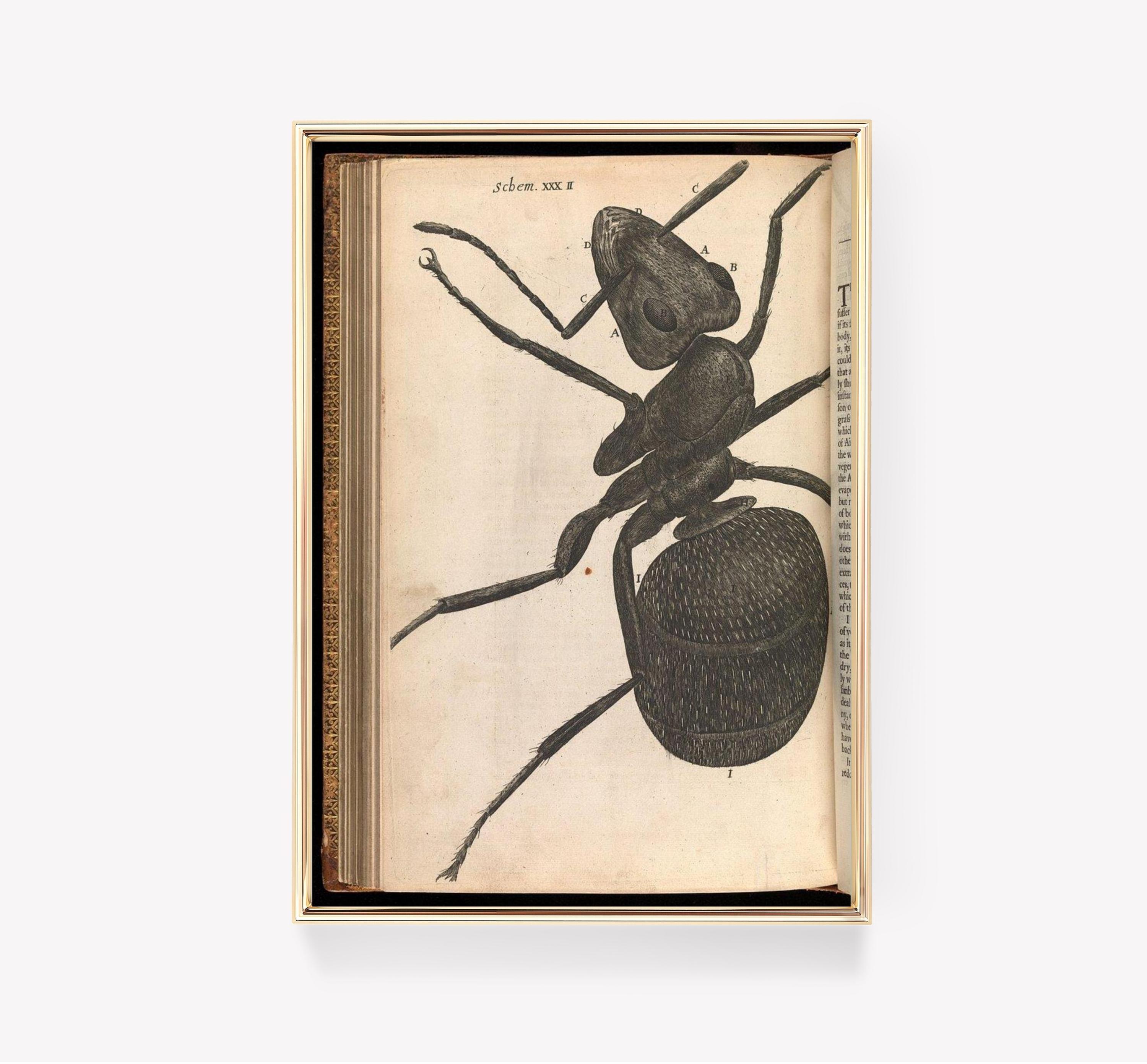 Robert Hooke Micrographia Ant Illustration Awesome Poster (No Frame) Robert Hooke Micrographia Ant Illustration Awesome Poster (No Frame)