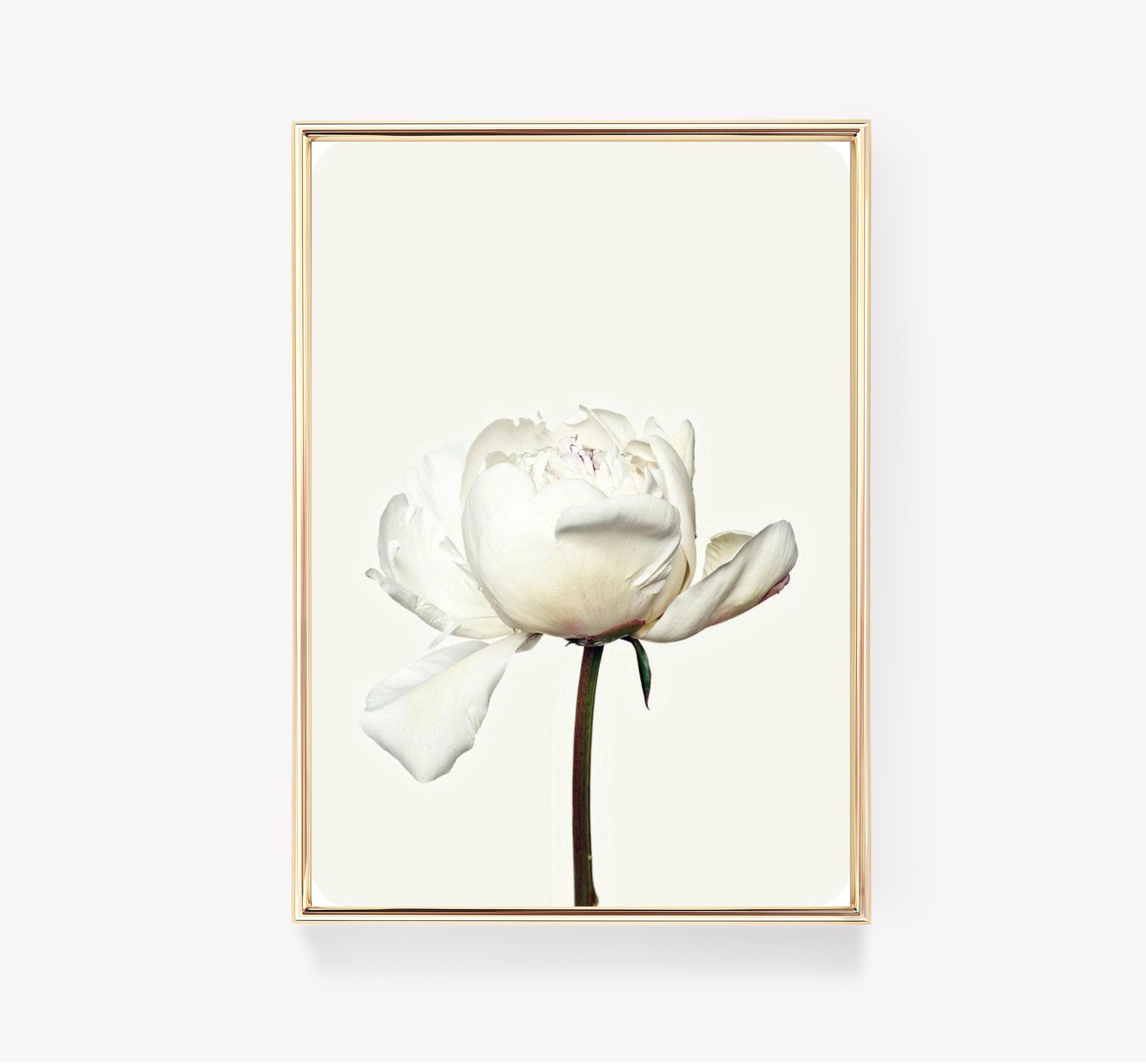 White Peony Flower Botanical Trending Style Poster (No Frame) White Peony Flower Botanical Trending Style Poster (No Frame)