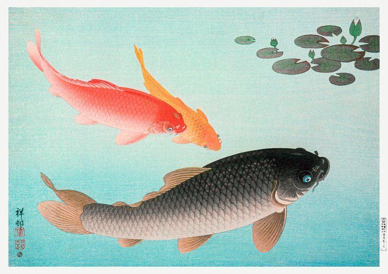 Carp Limited Edition Posters (No Frame) Carp Limited Edition Posters (No Frame)