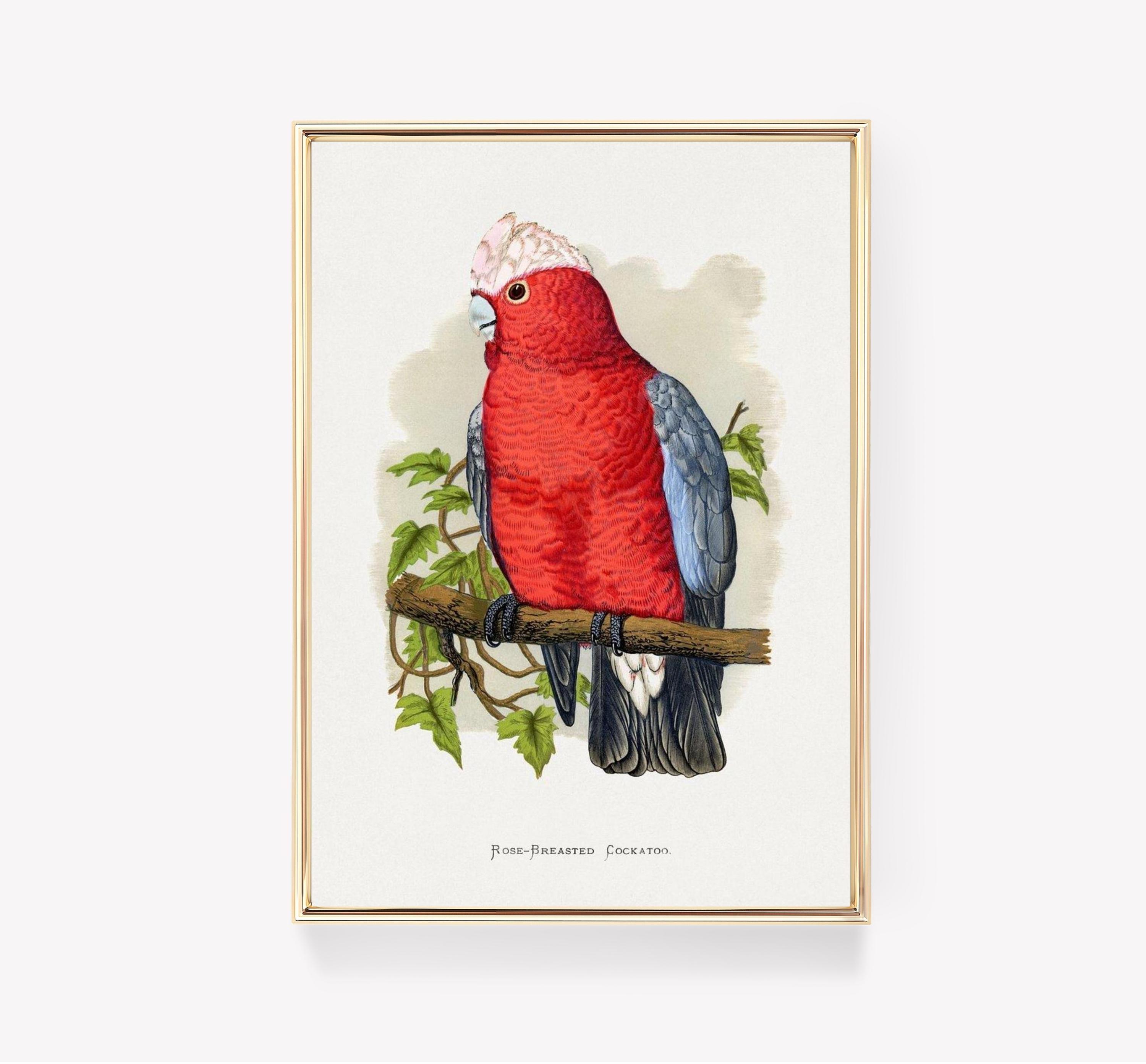 Galah Awesome Poster (No Frame) Galah Awesome Poster (No Frame)