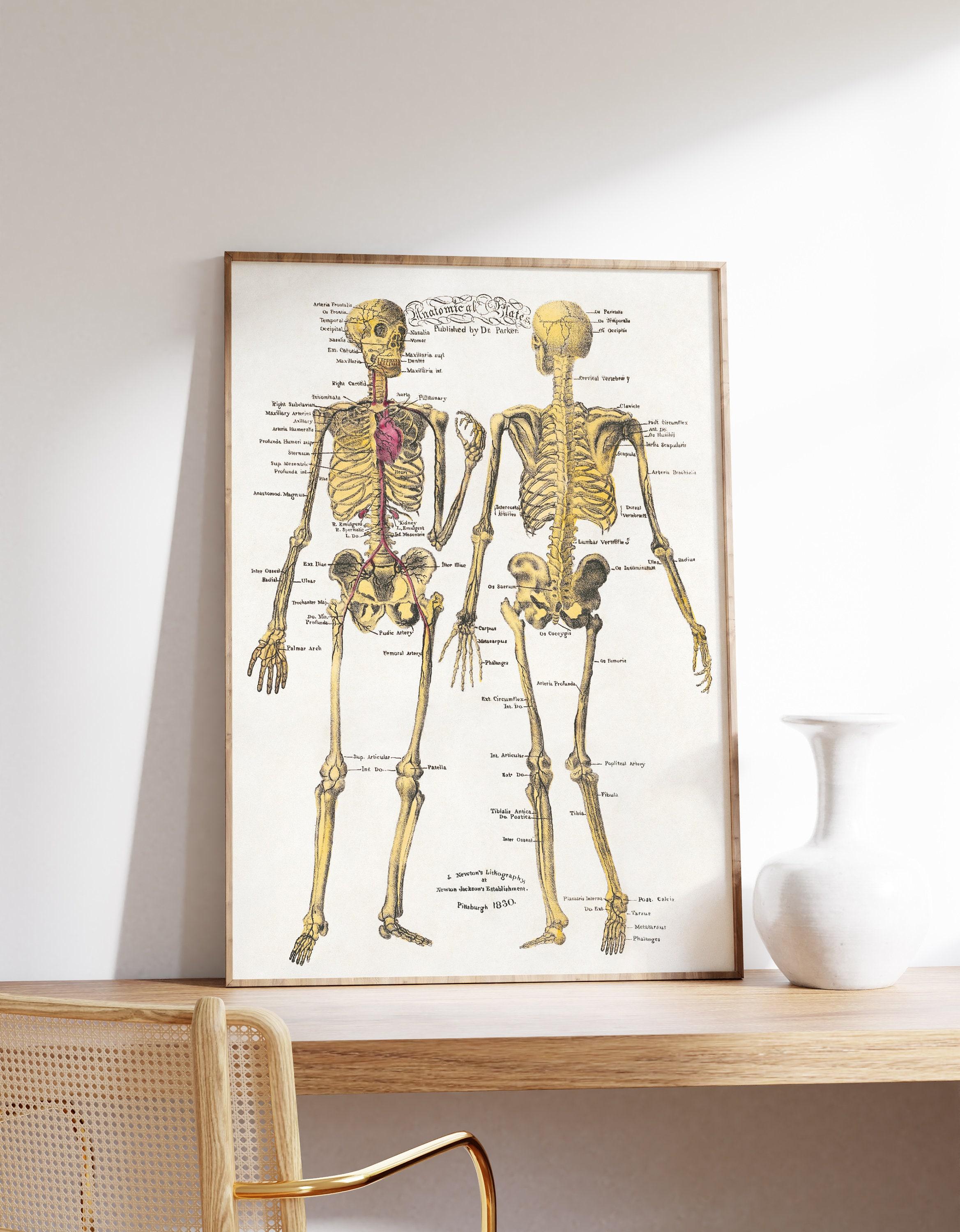 Human Anatomy Trending Style Poster (No Frame) Human Anatomy Trending Style Poster (No Frame)
