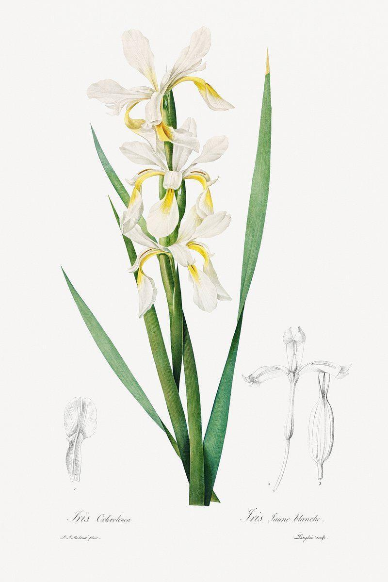 Iris Ochroleuca Vintage Botanical Limited Edition Posters (No Frame) Iris Ochroleuca Vintage Botanical Limited Edition Posters (No Frame)