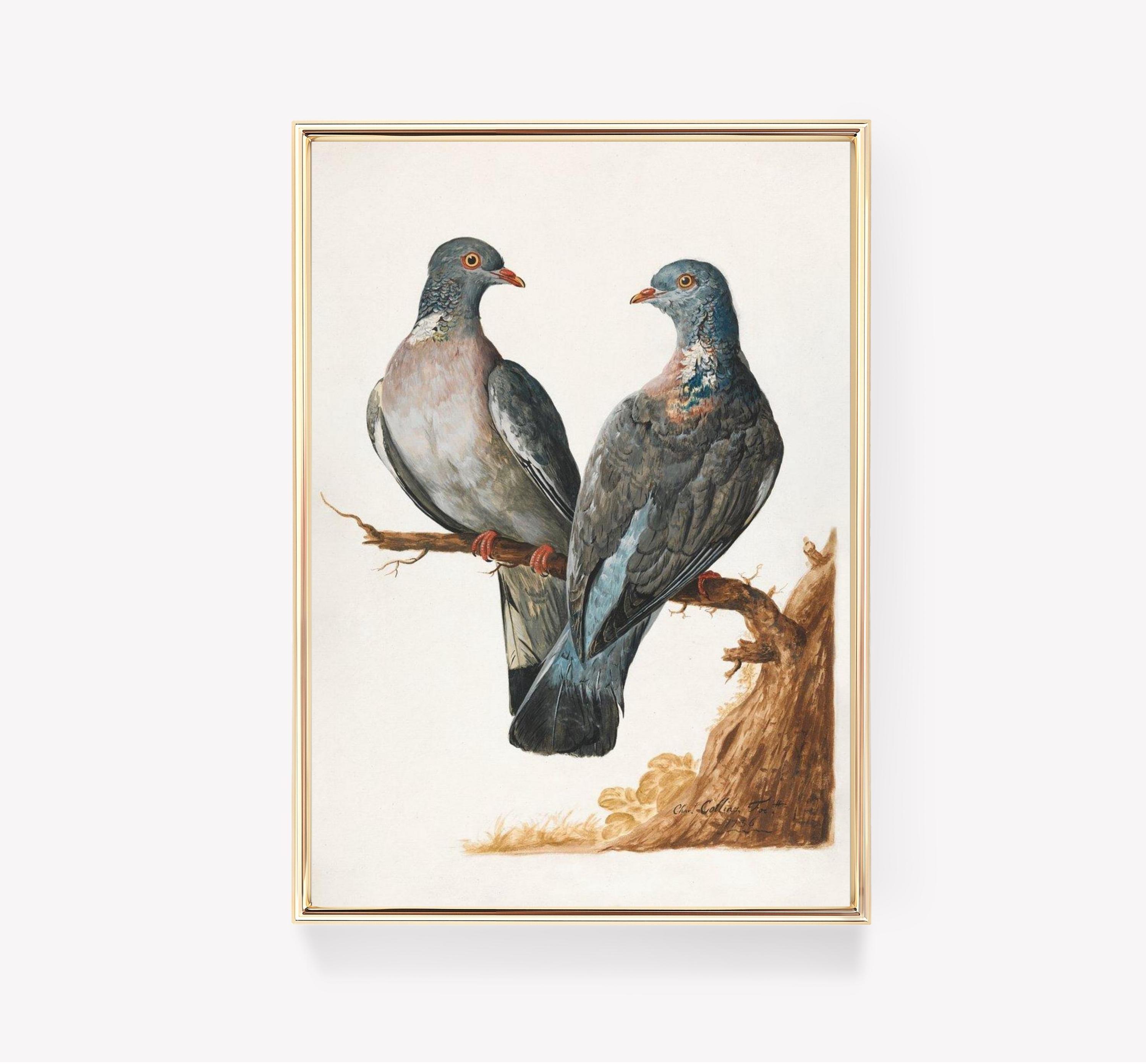 John James Audubon Wood Pigeons 2 Limited Edition Posters (No Frame) John James Audubon Wood Pigeons 2 Limited Edition Posters (No Frame)