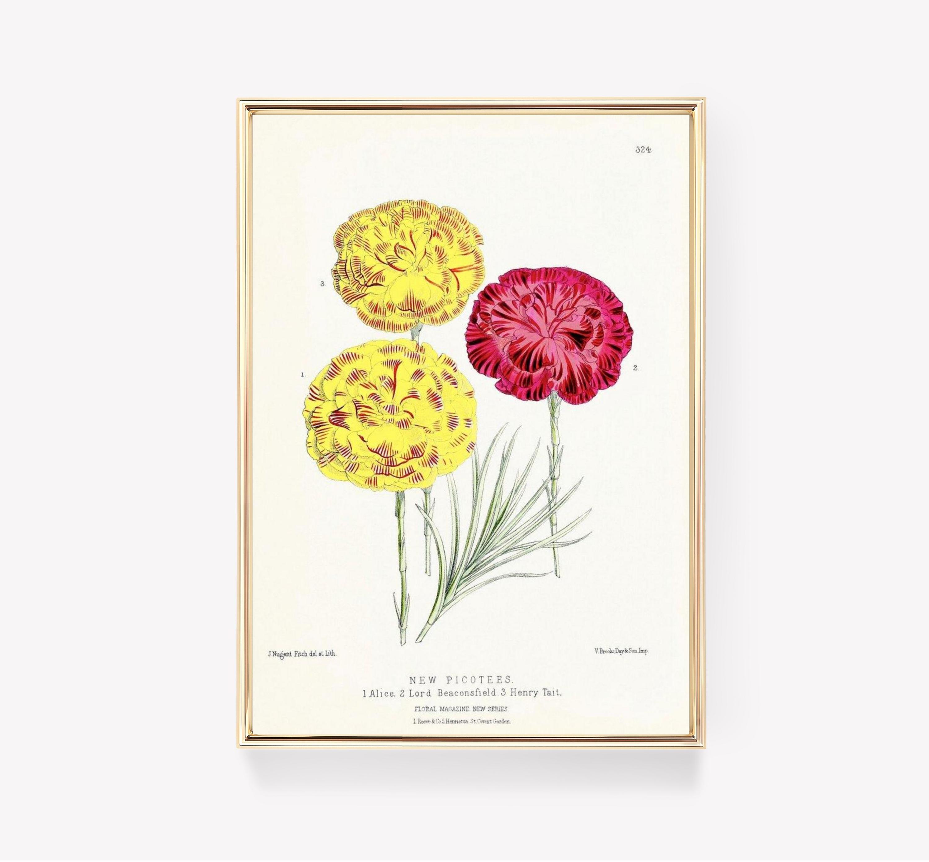 New Picos By J Nugent Fitch Vintage Floral Art Botanical Trending Style Poster (No Frame) New Picos By J Nugent Fitch Vintage Floral Art Botanical Trending Style Poster (No Frame)