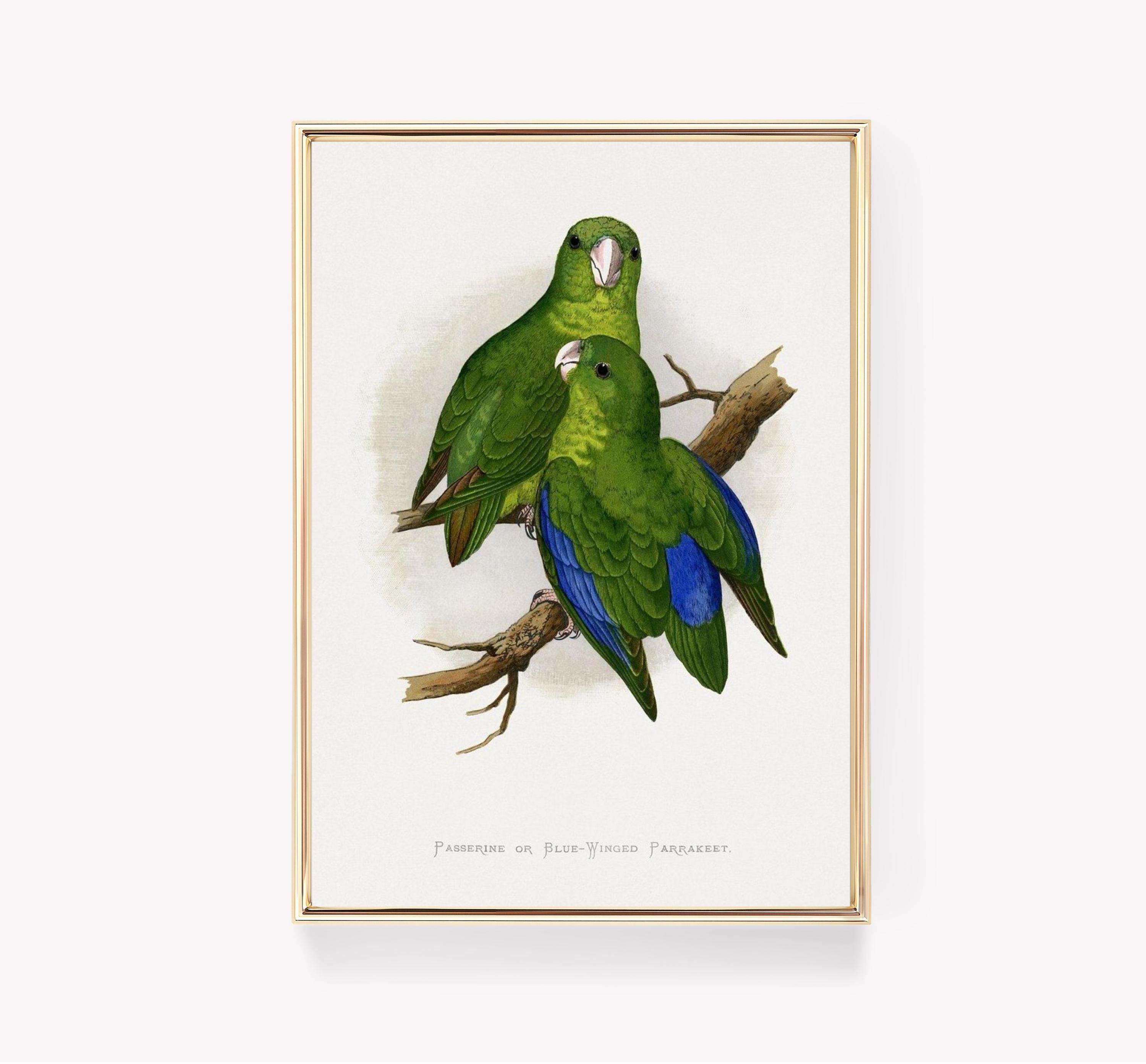 Passerine Bird Awesome Poster (No Frame) Passerine Bird Awesome Poster (No Frame)