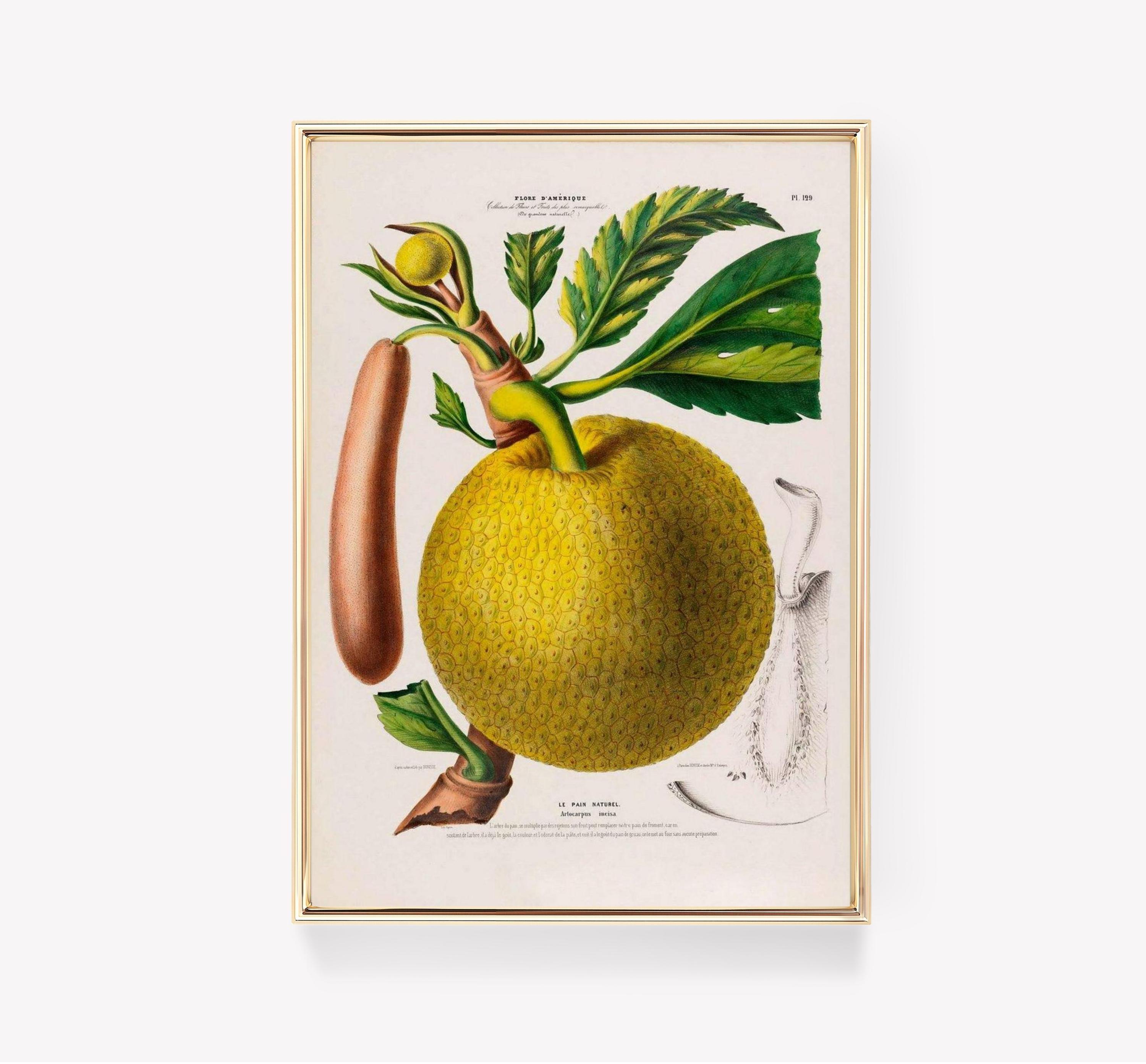 Pierre Joseph Redout Artocarpus Incisa Breadfruit Illustration Vintage Botanical Art Trending Style Poster (No Frame) Pierre Joseph Redout Artocarpus Incisa Breadfruit Illustration Vintage Botanical Art Trending Style Poster (No Frame)