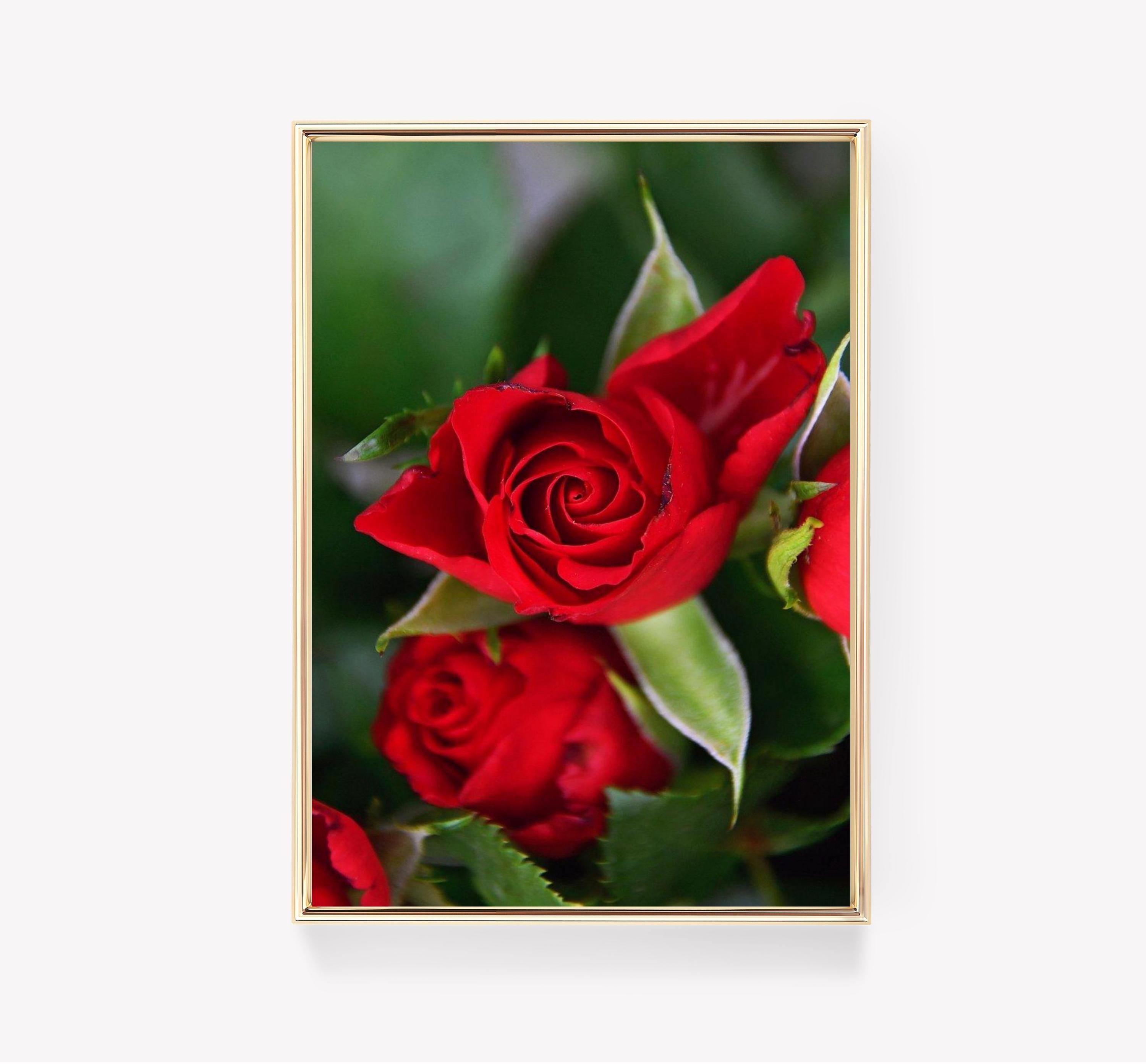 Red Roses Art Rose Flower Limited Edition Posters (No Frame) Red Roses Art Rose Flower Limited Edition Posters (No Frame)
