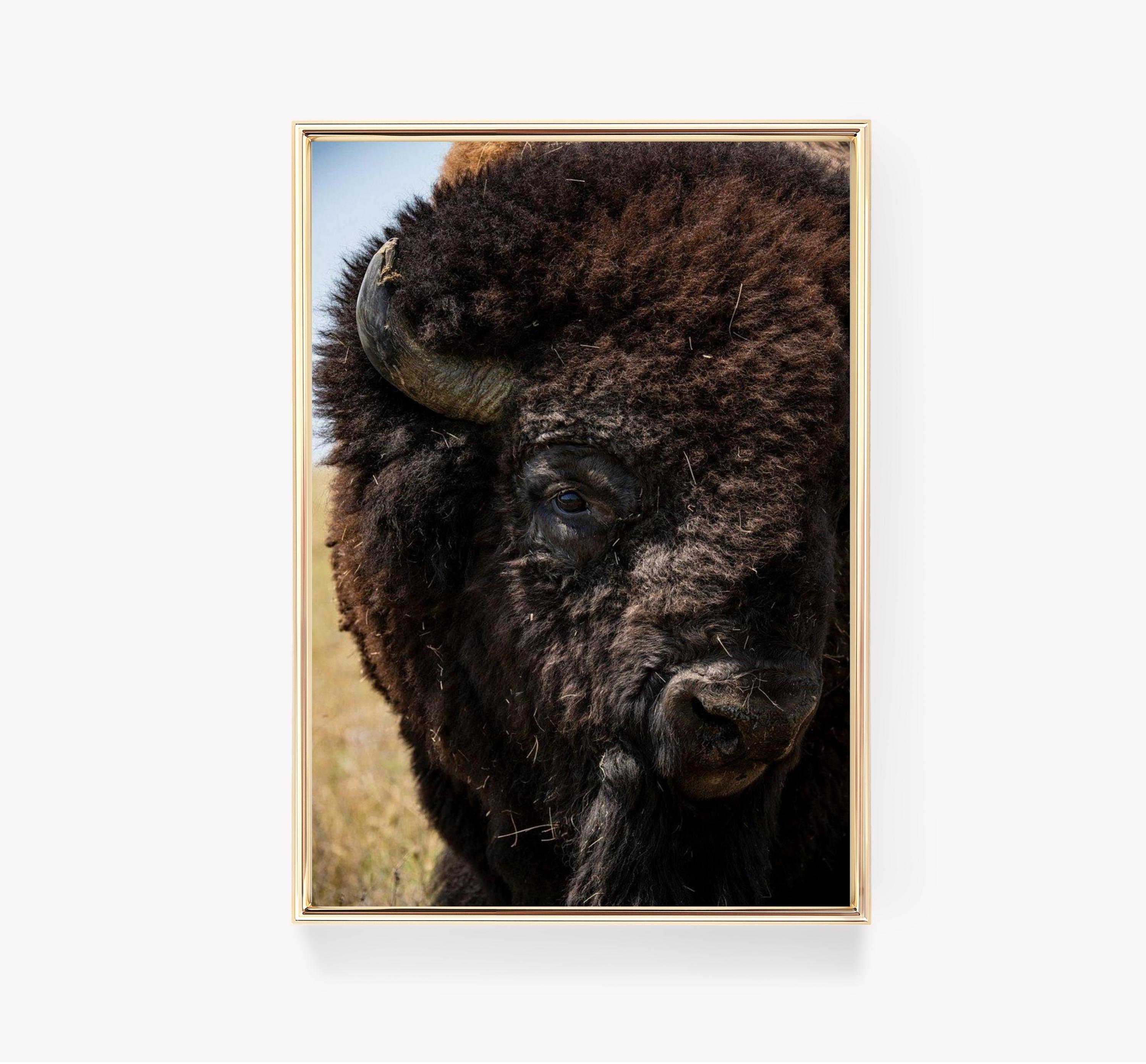 Bison Field Trending Style Poster (No Frame) Bison Field Trending Style Poster (No Frame)