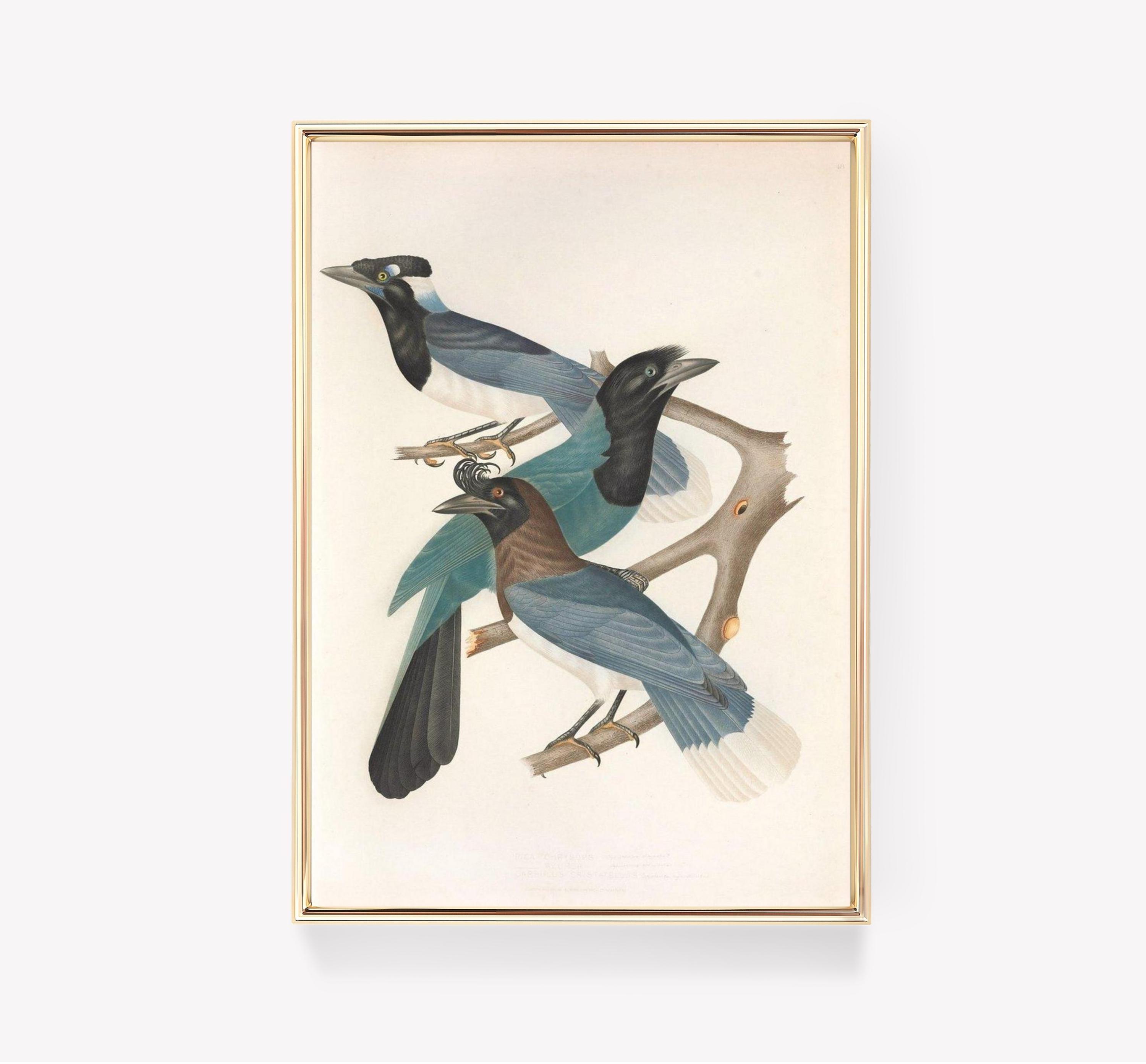 Black Throated Magpie Jay John Gould Vintage Bird Awesome Poster (No Frame) Black Throated Magpie Jay John Gould Vintage Bird Awesome Poster (No Frame)