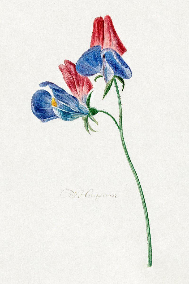 Friedrich Stapf Botanical Hortus Botanicus Limited Edition Posters (No Frame) Friedrich Stapf Botanical Hortus Botanicus Limited Edition Posters (No Frame)