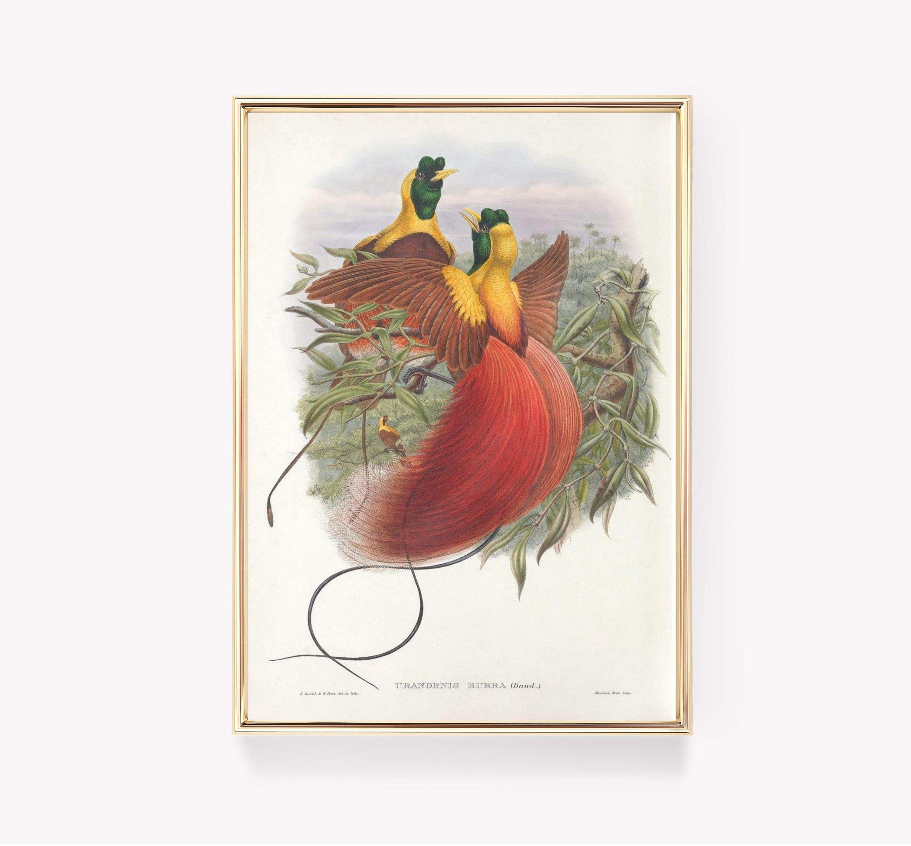 John Gould Uranornis Rubra Vintage Bird Trending Style Poster (No Frame) John Gould Uranornis Rubra Vintage Bird Trending Style Poster (No Frame)