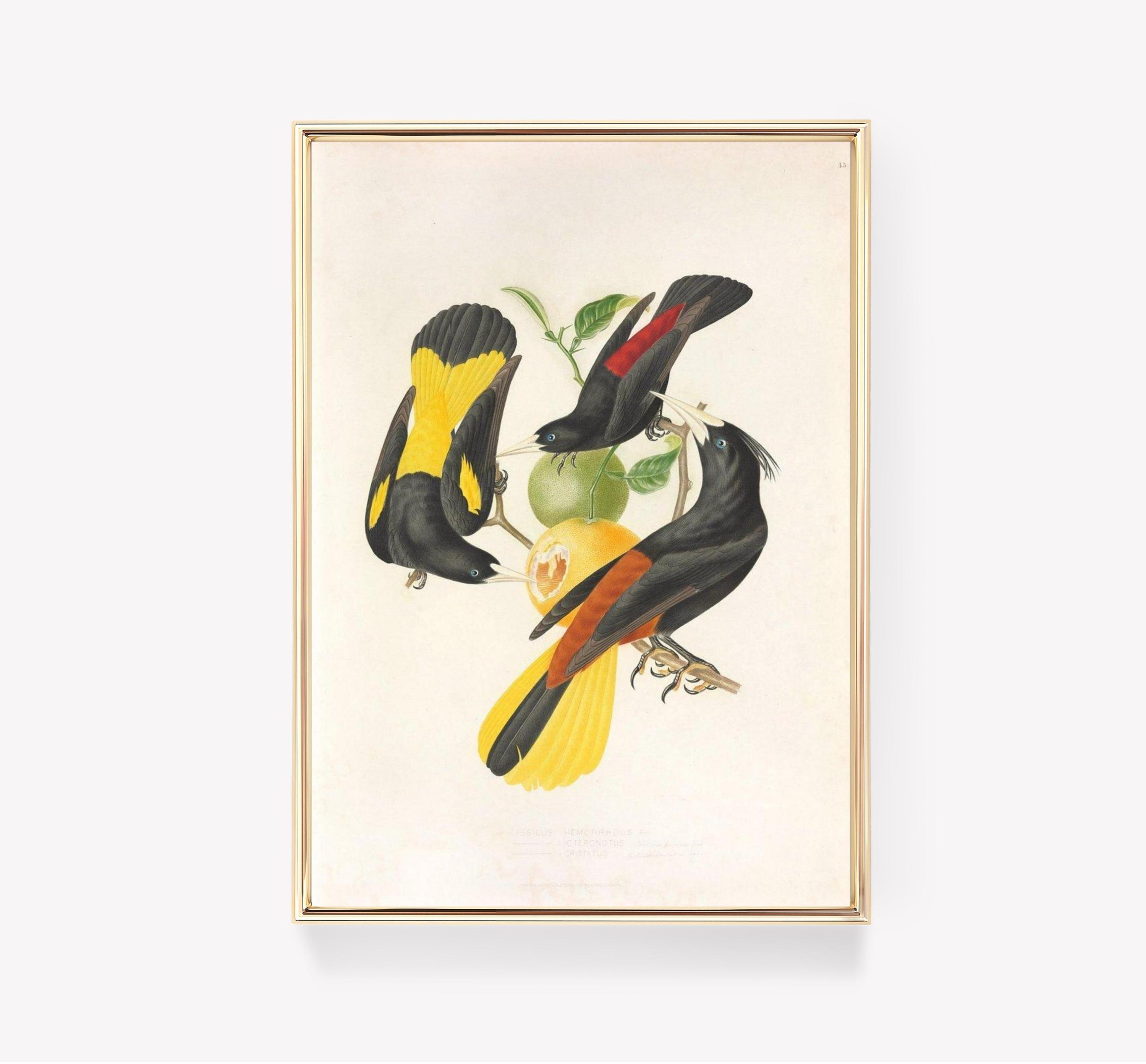 Crimson Collared Grosbeak Audubon Plate 373 Vintage Bird Trending Style Poster (No Frame) Crimson Collared Grosbeak Audubon Plate 373 Vintage Bird Trending Style Poster (No Frame)