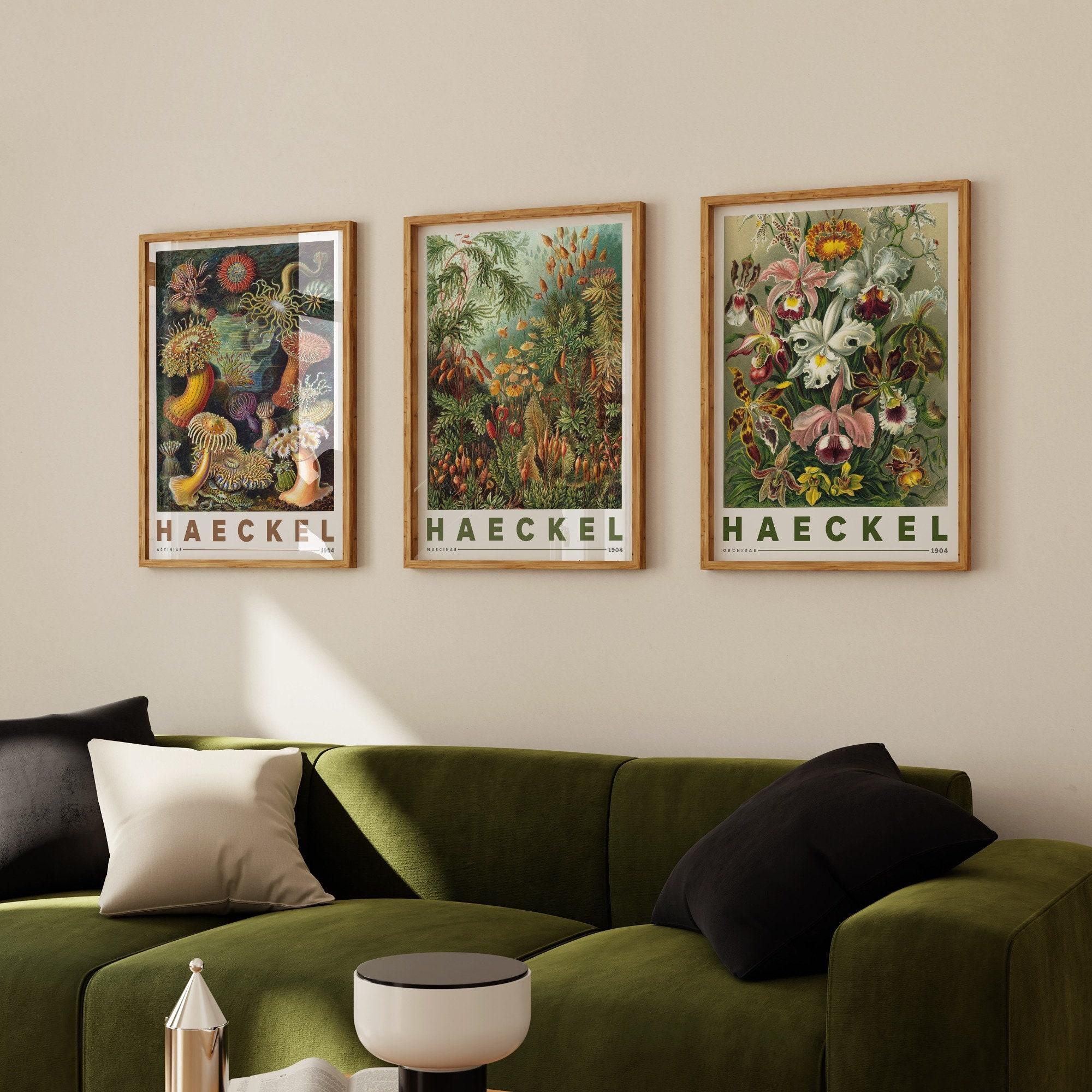 Ernst Haeckel Set Of 3 Nature Awesome Poster (No Frame) Ernst Haeckel Set Of 3 Nature Awesome Poster (No Frame)