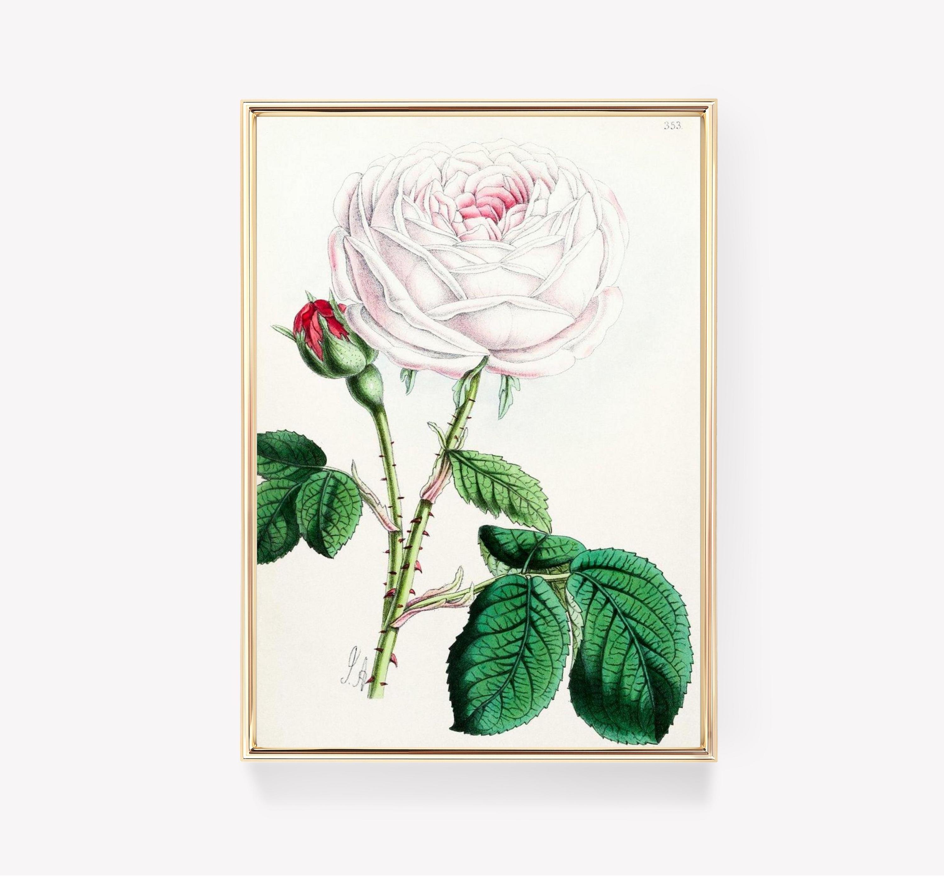 Floral Masterpiece Rosa Centifolia Art Vintage Trending Style Poster (No Frame) Floral Masterpiece Rosa Centifolia Art Vintage Trending Style Poster (No Frame)