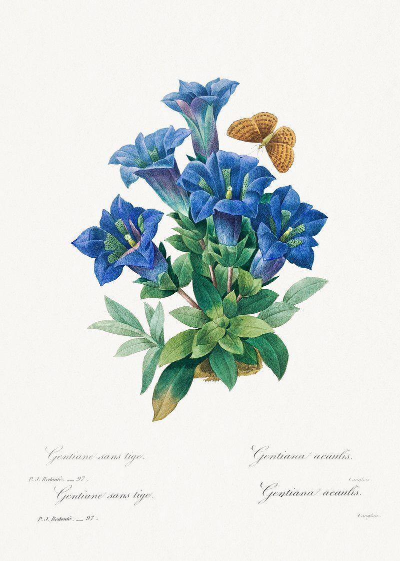 Gentiana Acaulis Vintage Botanical Limited Edition Posters (No Frame) Gentiana Acaulis Vintage Botanical Limited Edition Posters (No Frame)
