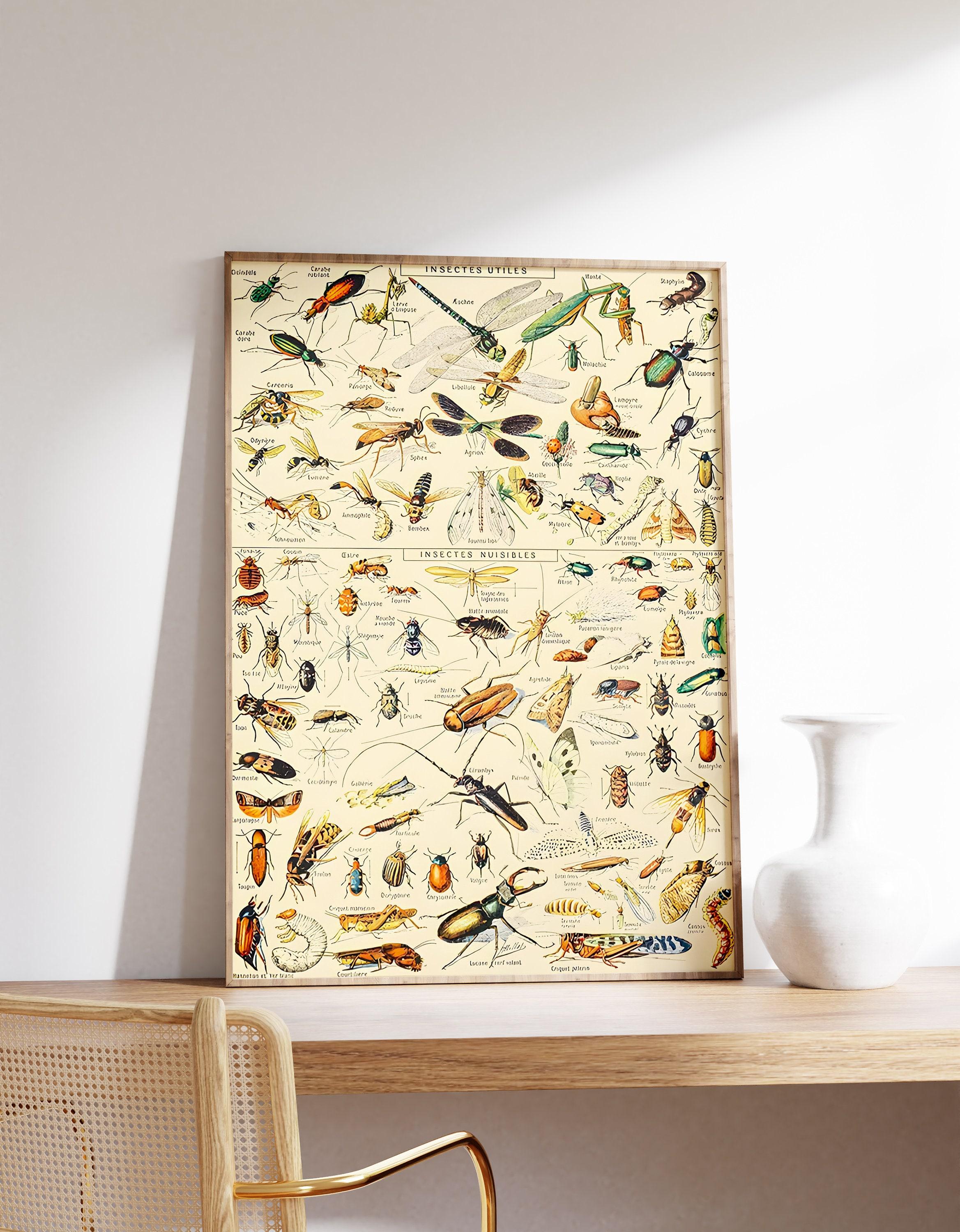 Insect And Bug Adolphe Millot Art Limited Edition Posters (No Frame) Insect And Bug Adolphe Millot Art Limited Edition Posters (No Frame)