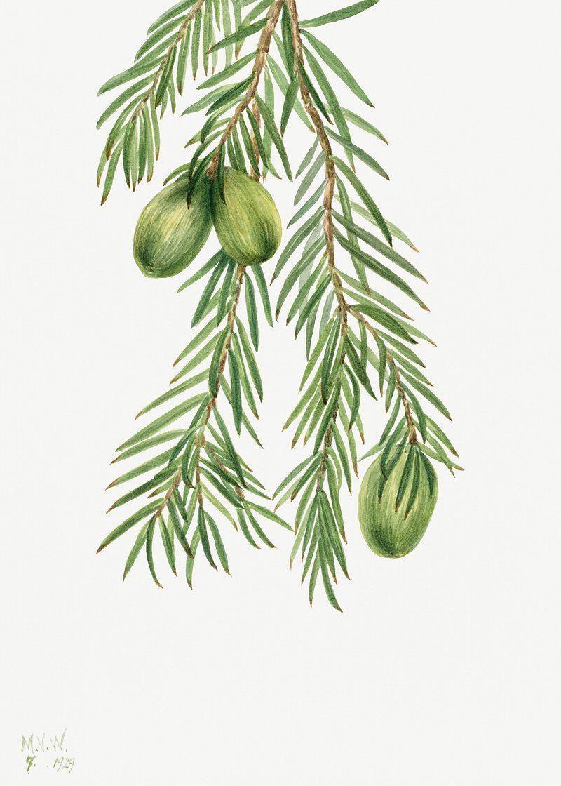 May Gibbs Awesome Poster (No Frame) May Gibbs Awesome Poster (No Frame)