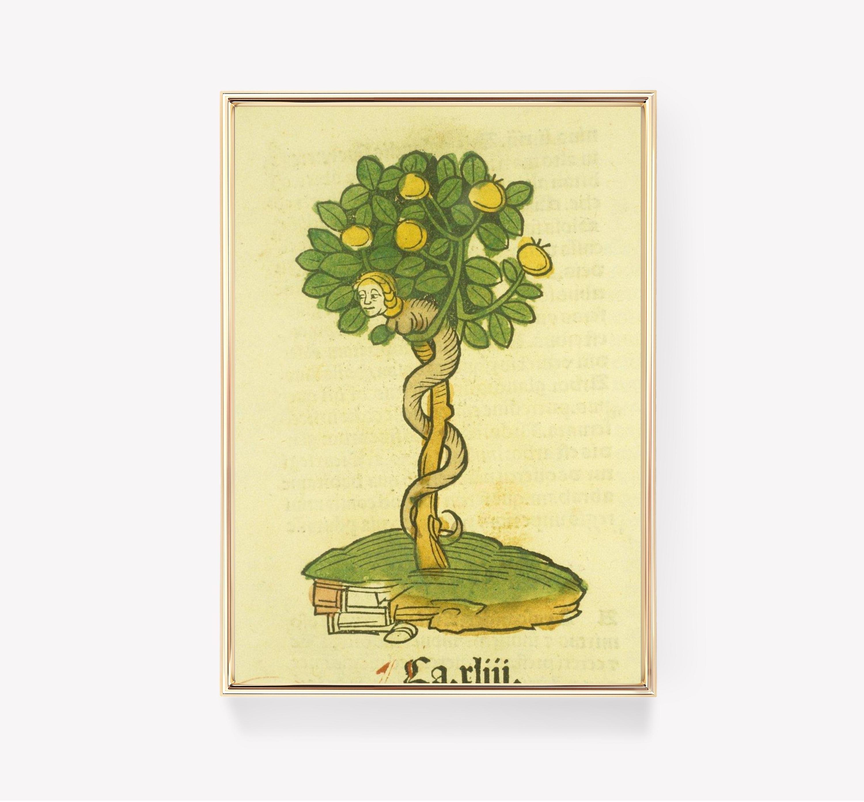 Medieval Mandrake Herbal Artwork Ancient Plant Trending Style Poster (No Frame) Medieval Mandrake Herbal Artwork Ancient Plant Trending Style Poster (No Frame)