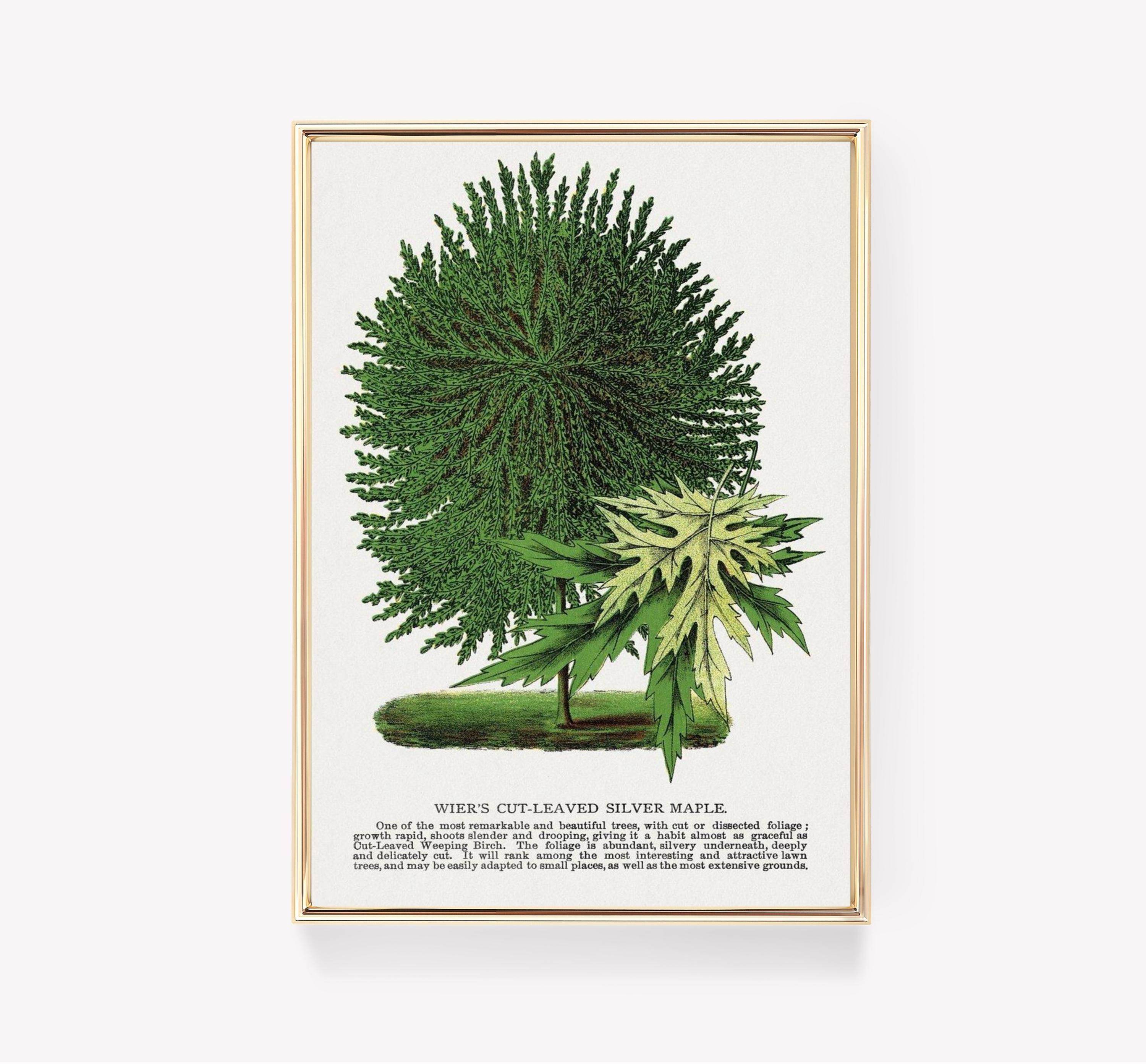 Wiers Cut Leaved Silver Maple Trending Style Poster (No Frame) Wiers Cut Leaved Silver Maple Trending Style Poster (No Frame)