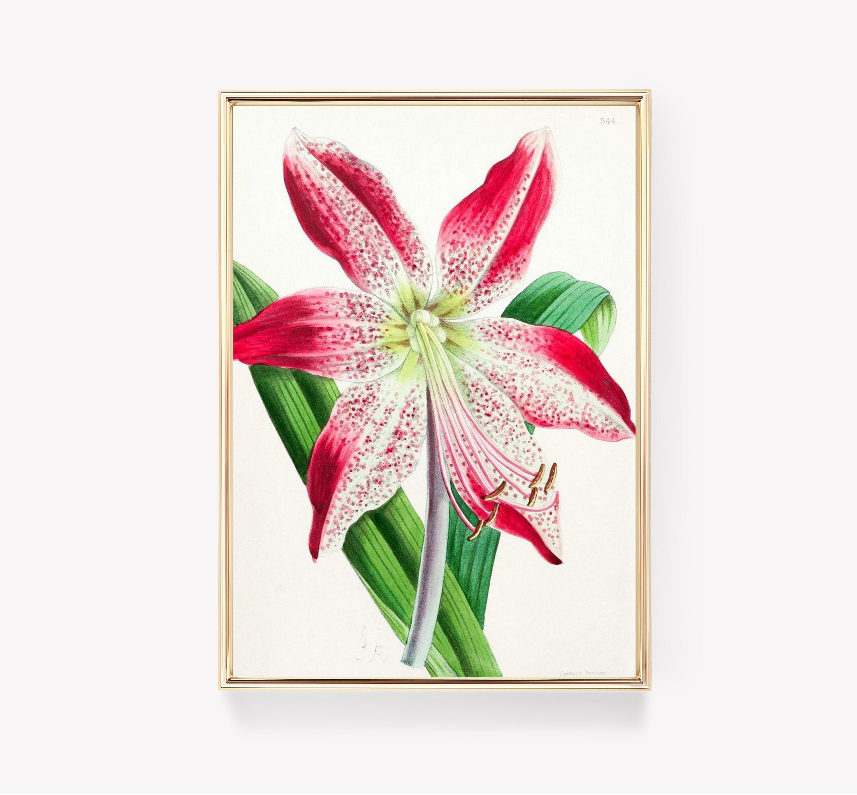 Amaryllis Limited Edition Posters (No Frame) Amaryllis Limited Edition Posters (No Frame)