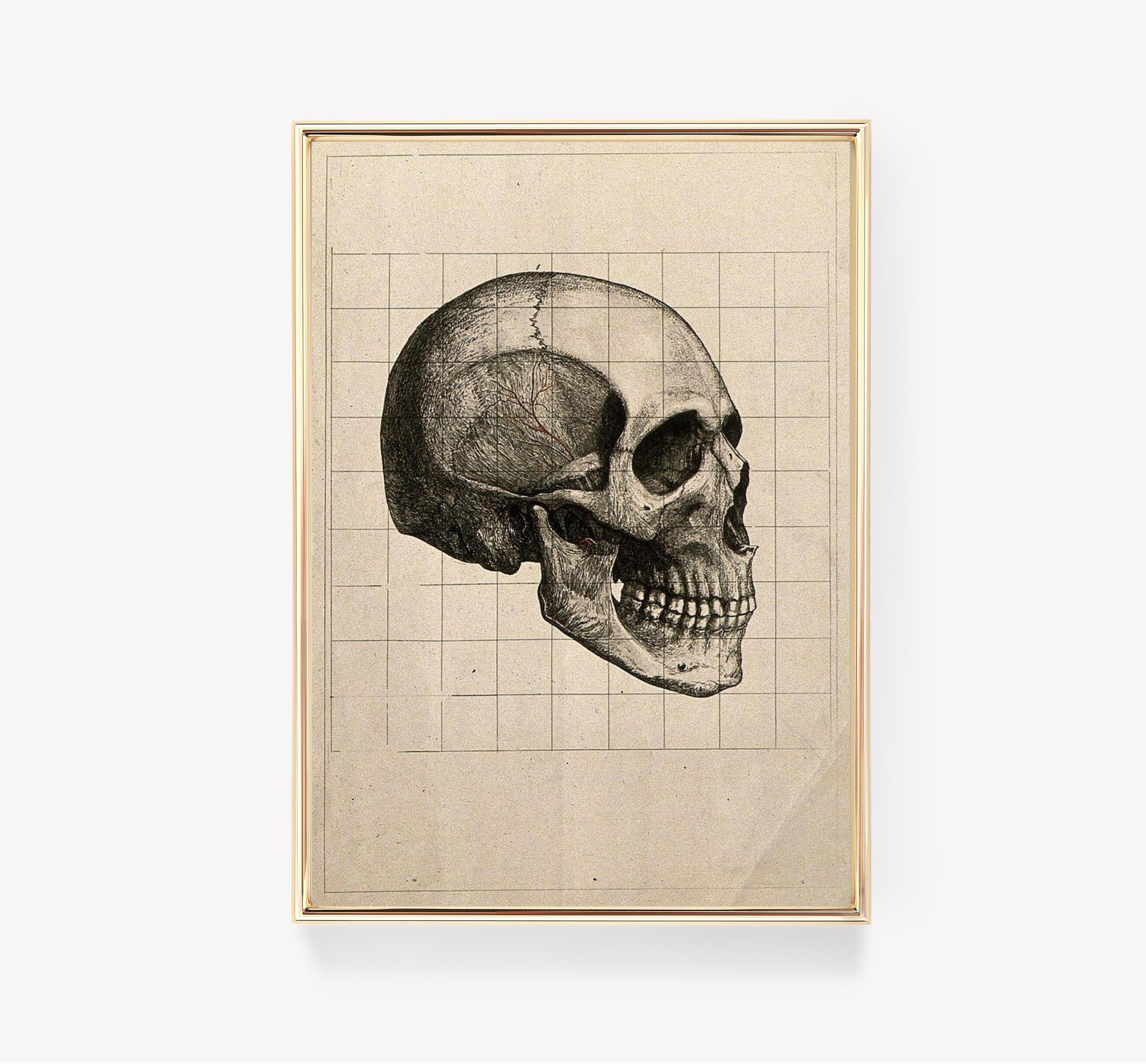 Andreas Vesalius Skull Vintage Anatomy Awesome Poster (No Frame)
