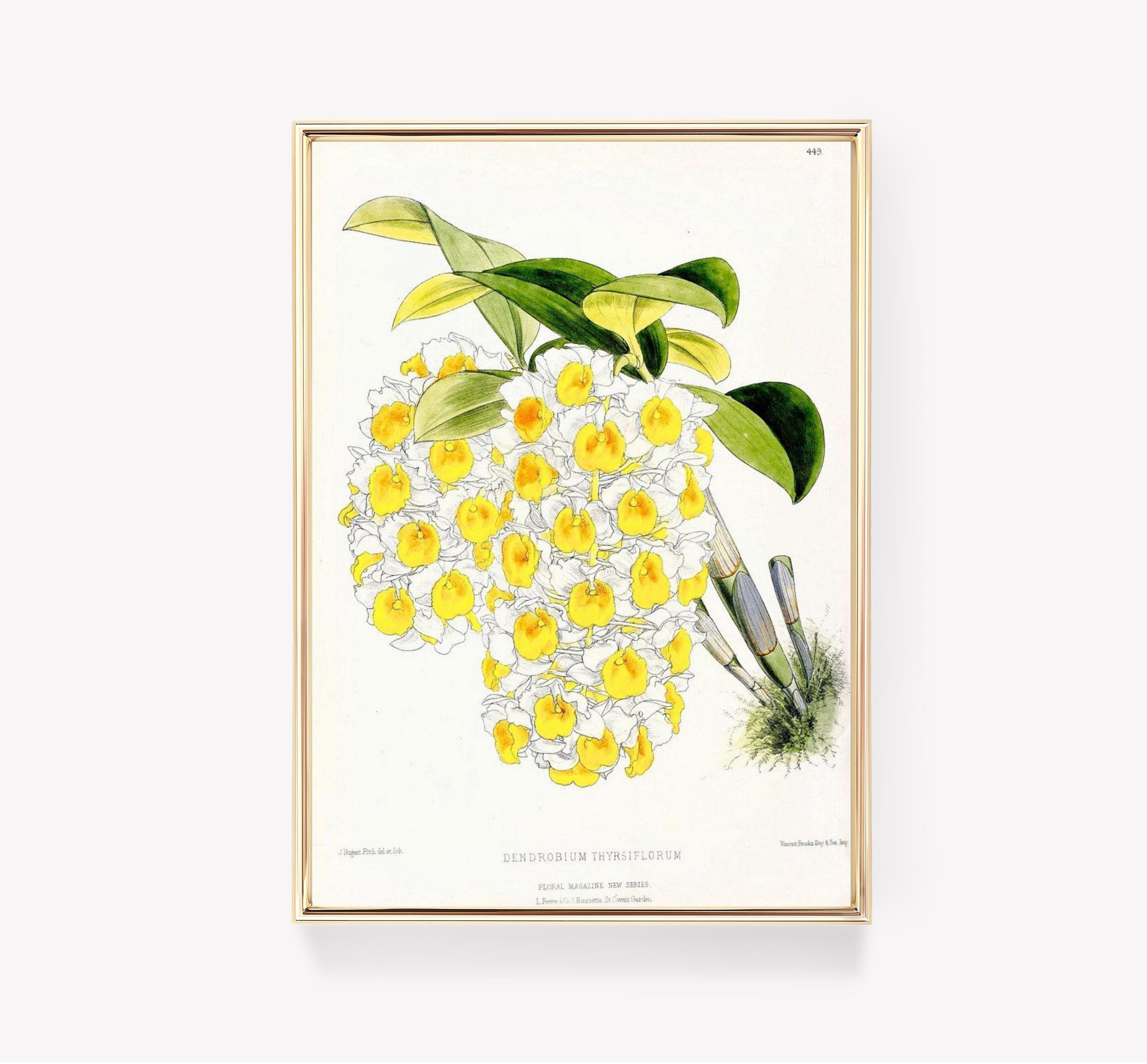 Dendrobium Thyrsiflorum Awesome Poster (No Frame) Dendrobium Thyrsiflorum Awesome Poster (No Frame)