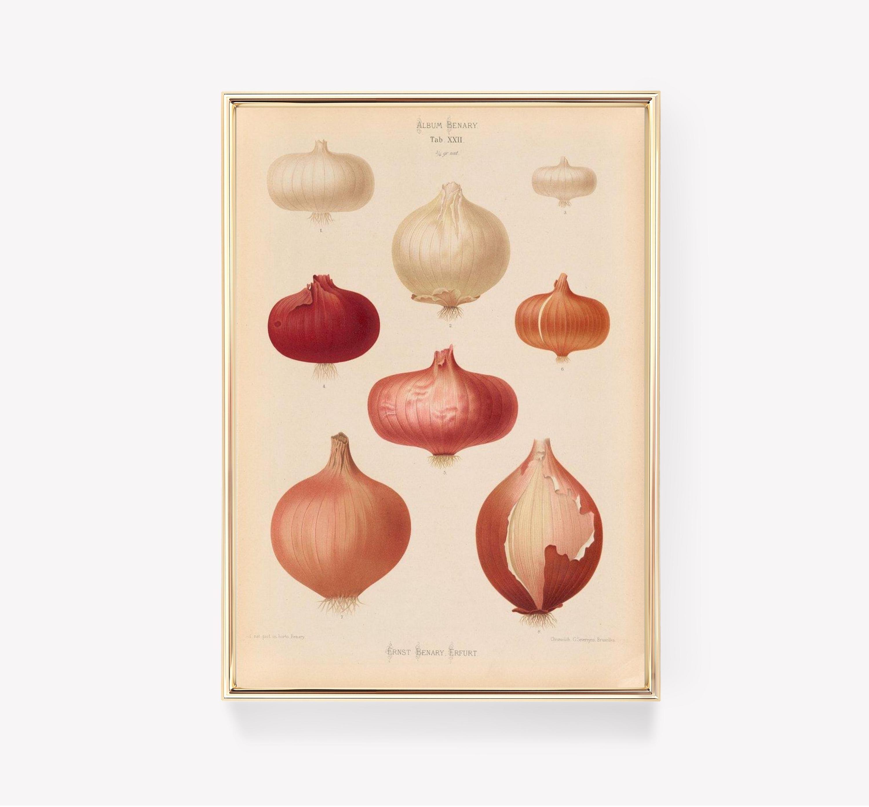 Ernst Benary Awesome Poster (No Frame) Ernst Benary Awesome Poster (No Frame)