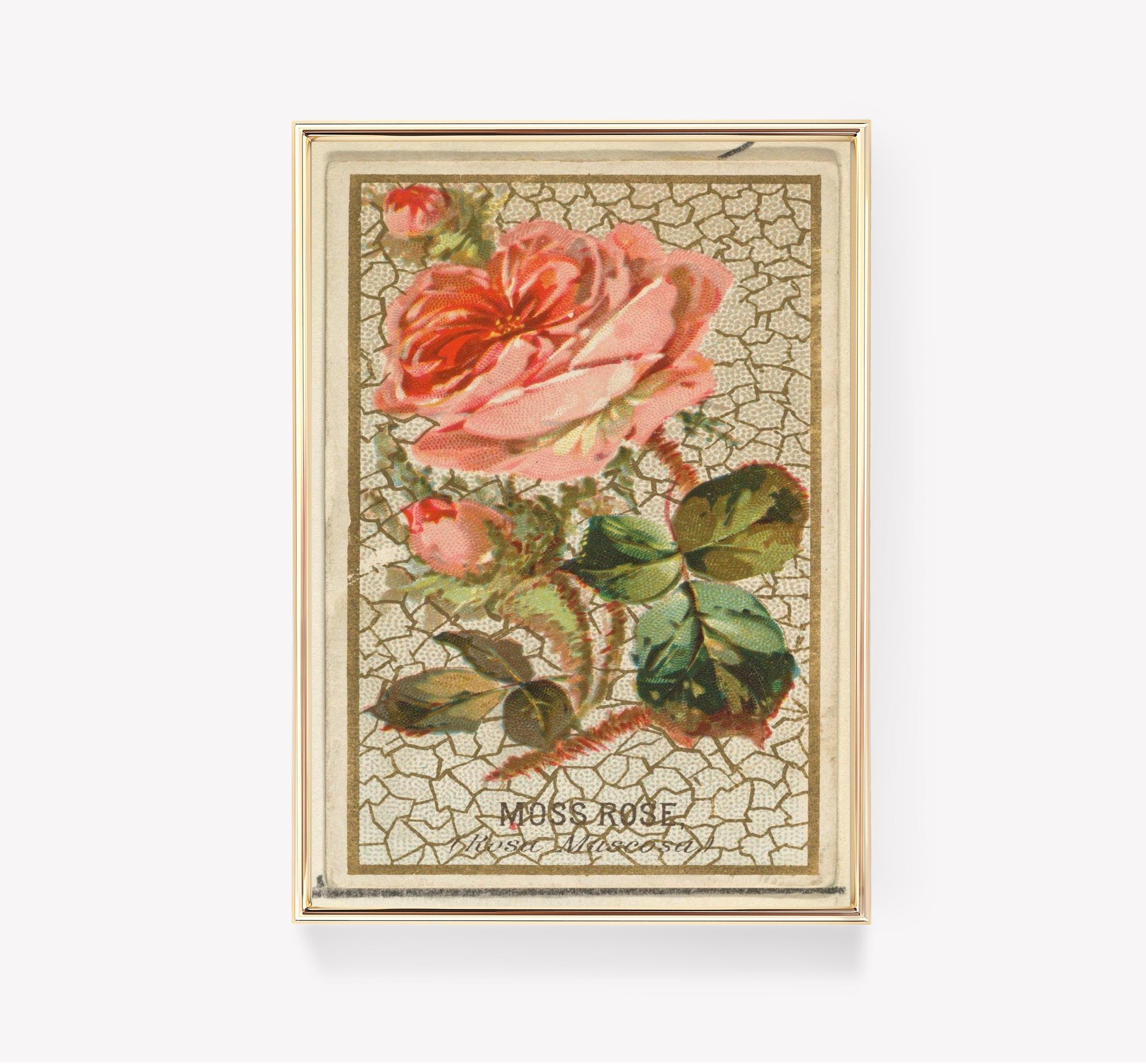 Moss Rose 2 Trending Style Poster (No Frame) Moss Rose 2 Trending Style Poster (No Frame)
