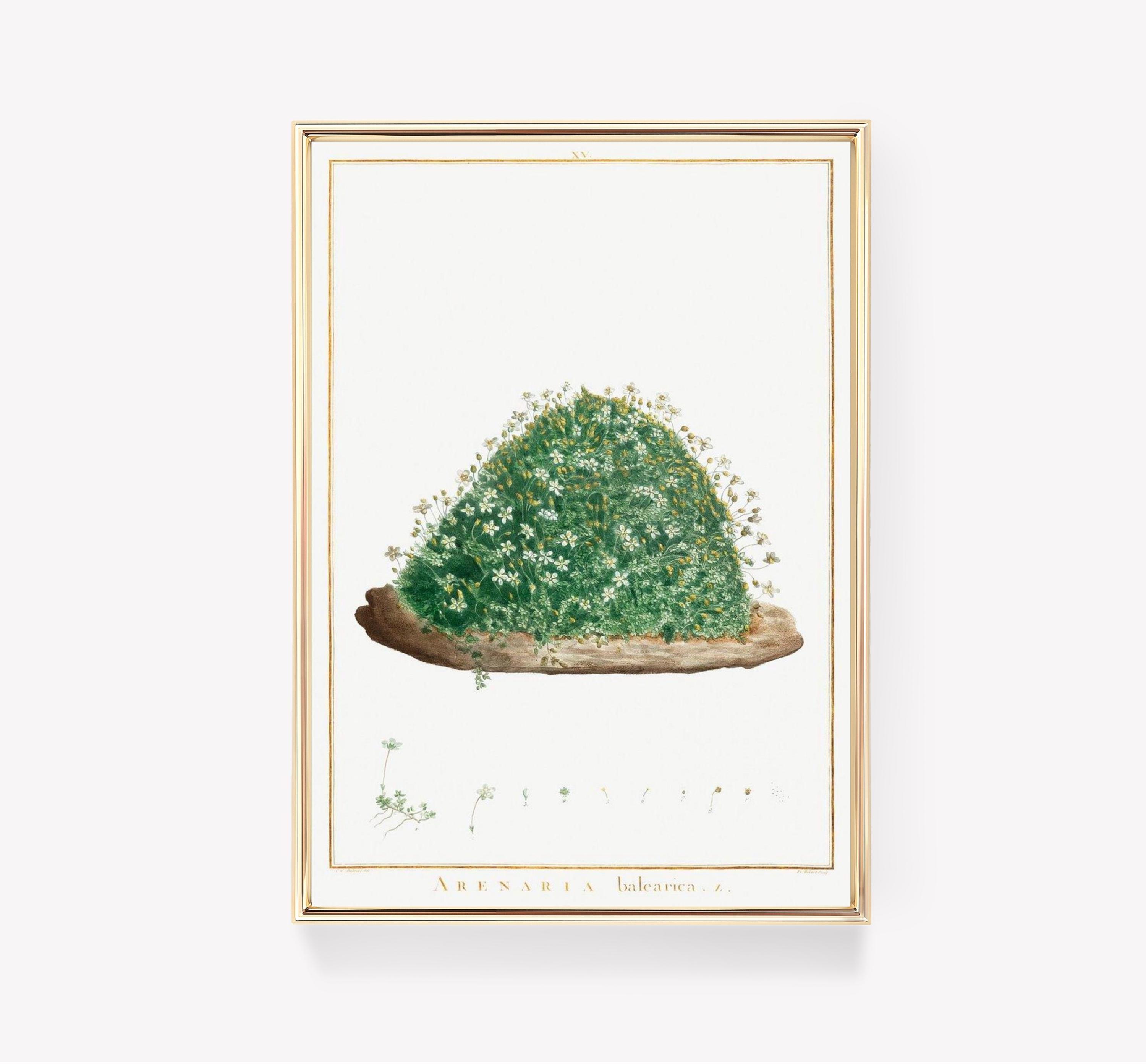 Pierre Joseph Redout Arenaria Balearica Botanical Trending Style Poster (No Frame) Pierre Joseph Redout Arenaria Balearica Botanical Trending Style Poster (No Frame)