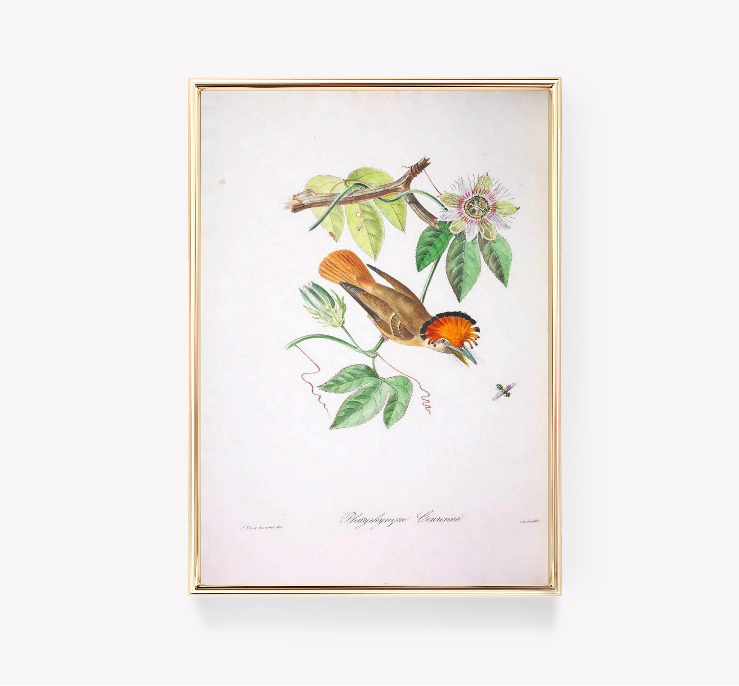 Ptilonopus Crowned Vintage Bird Art Descourtilz Limited Edition Posters (No Frame) Ptilonopus Crowned Vintage Bird Art Descourtilz Limited Edition Posters (No Frame)