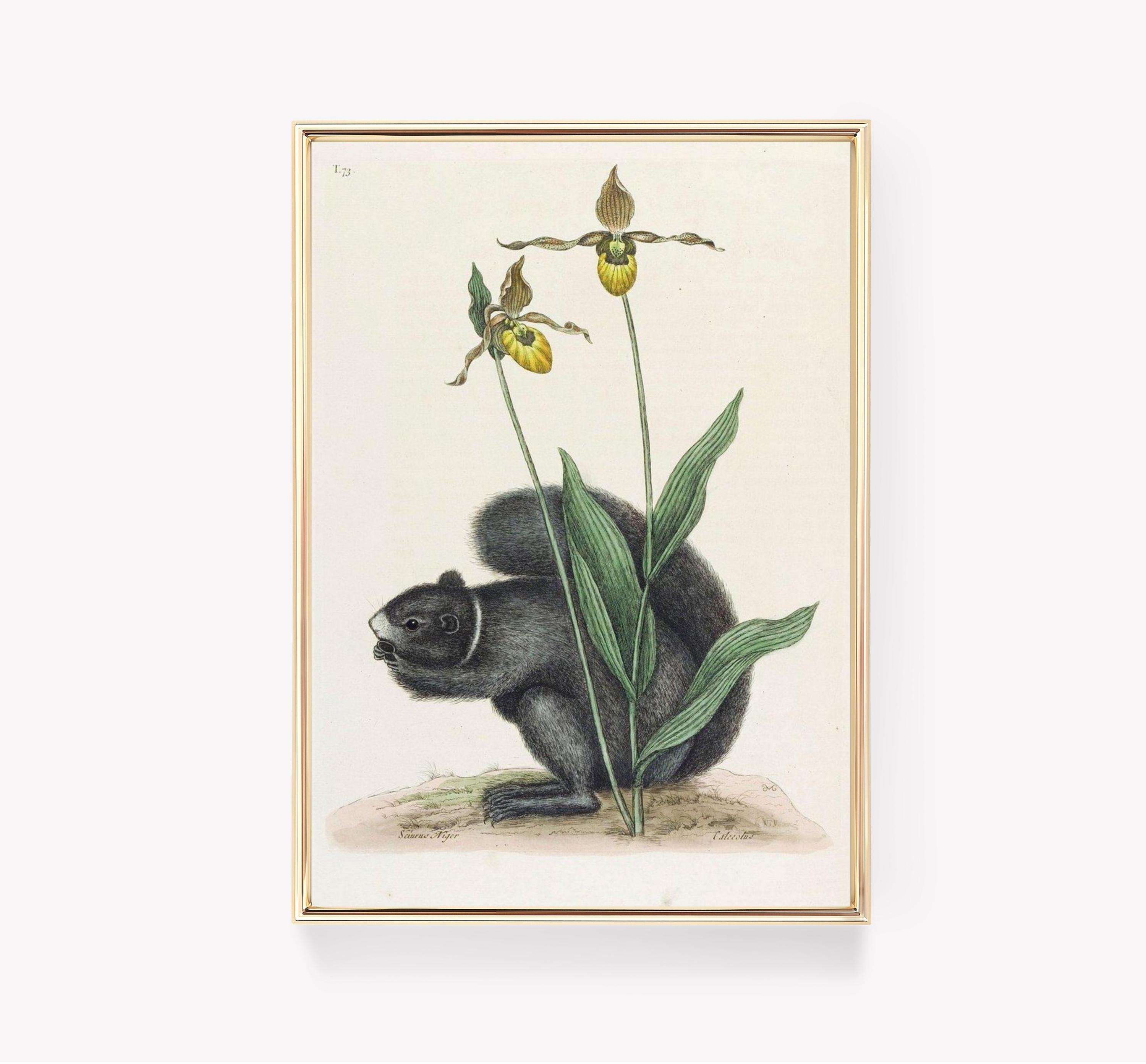 Sciurus Niger Awesome Poster (No Frame) Sciurus Niger Awesome Poster (No Frame)