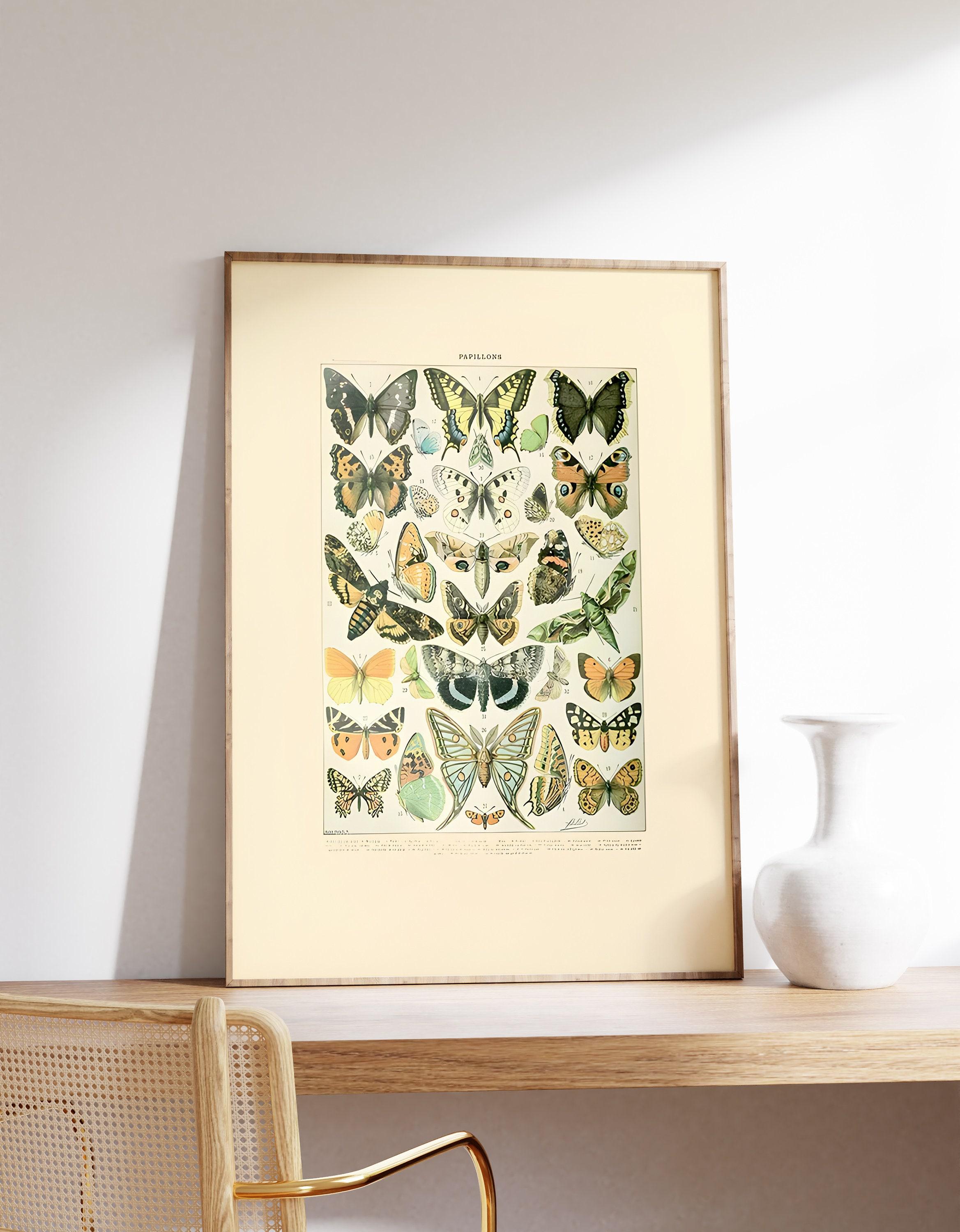 Vintage Butterfly Diagram Papillions By Adolphe Millot Science Textbook Artwork Botanical Limited Edition Posters (No Frame) Vintage Butterfly Diagram Papillions By Adolphe Millot Science Textbook Artwork Botanical Limited Edition Posters (No Frame)